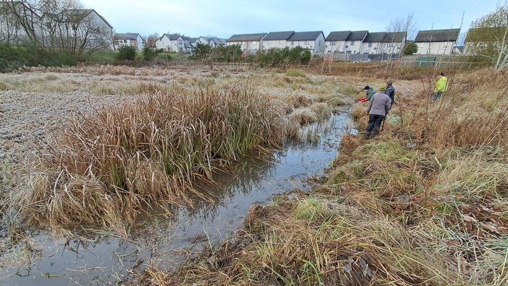 Volunteers clearing overgrowing plants from a sustainable urban drainage system (SUDS) pond in a new housing estate that used to be green fields