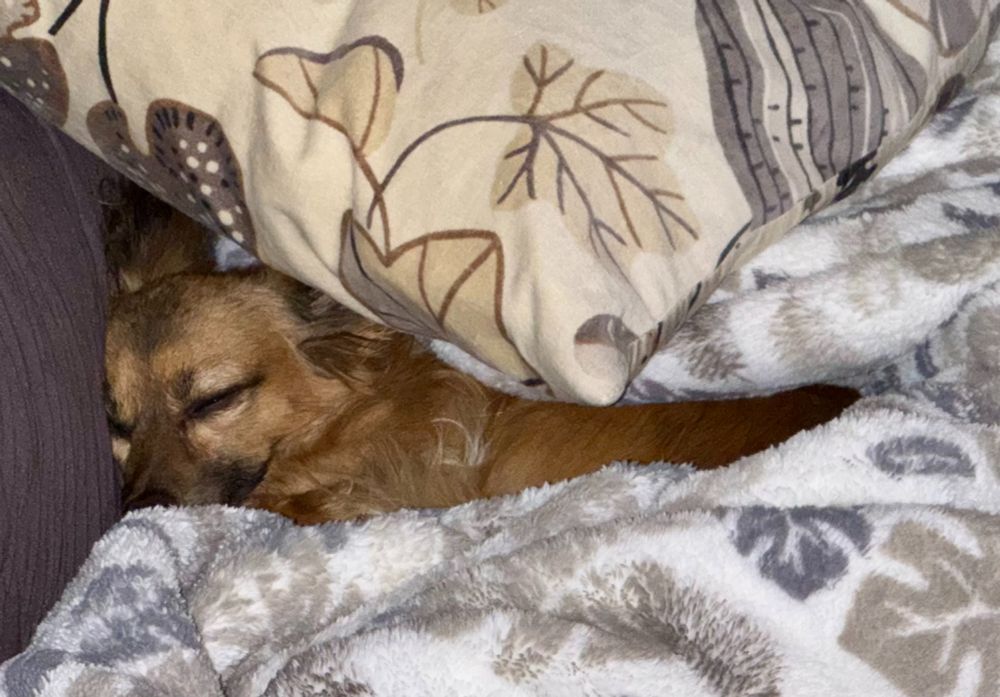 Foxy is a longer-haired Chihuahua mix who is red and black in color. She's sleeping in a next of pillows and a large throw blanket. She's also a very good girl!