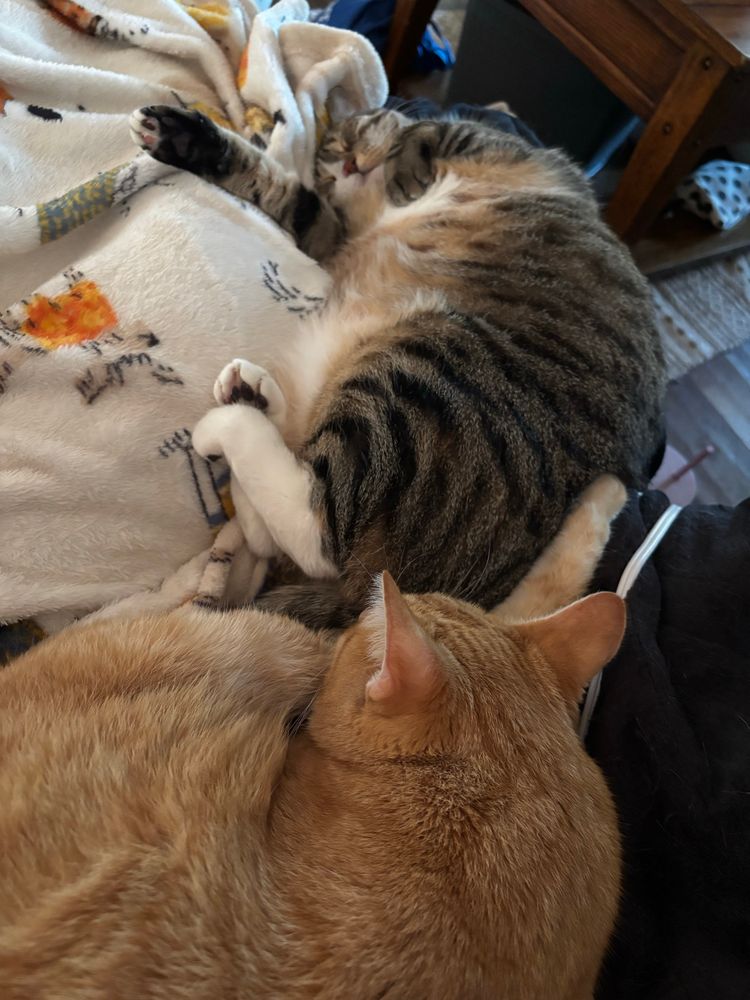 orange cat named general, sleeping croissant shaped, fat calico midge named roon, sleeping like a hog. 