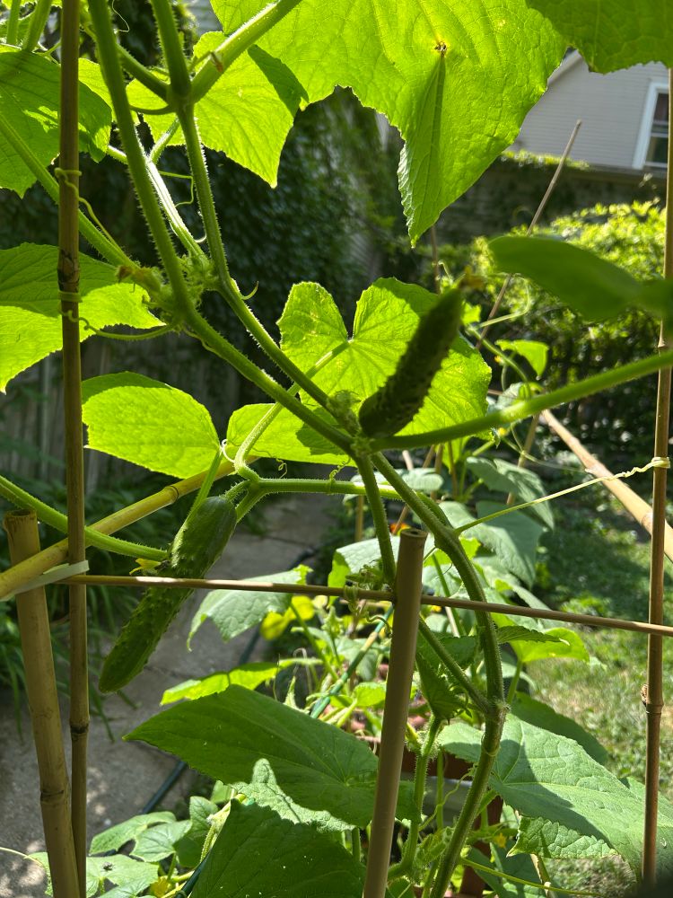 Baby cucumbers growing. 