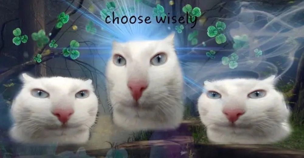 image of three white cats, you must choose left, middle or right