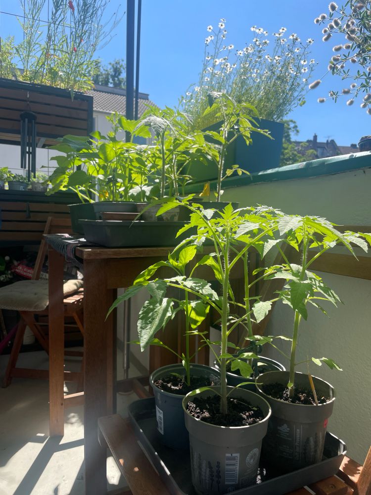 Mehrere kleine Gemüsepflanzen in kleinen Töpfen stehen auf dem Balkon in der Sonne.