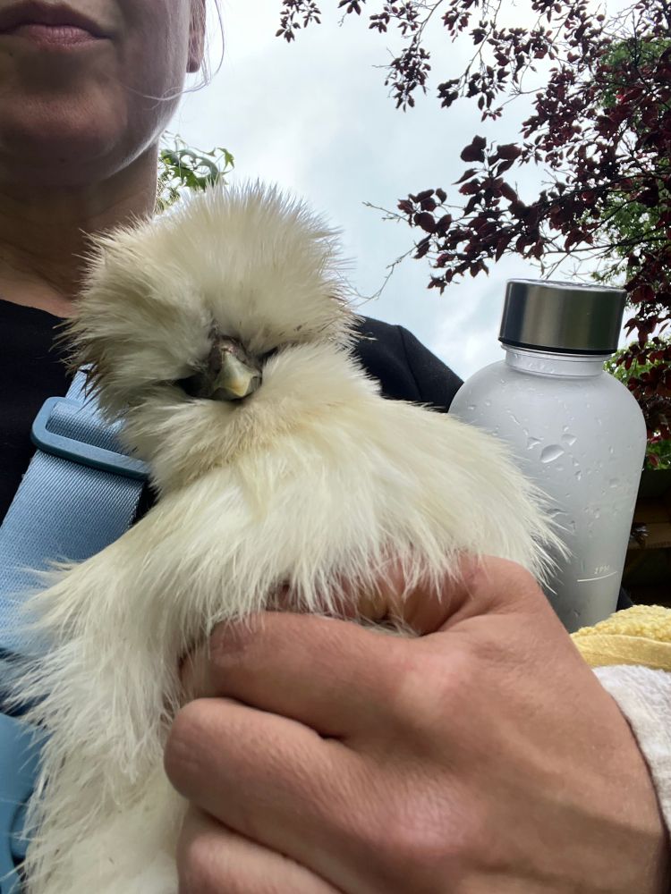 Close up of white fluffy chicken 