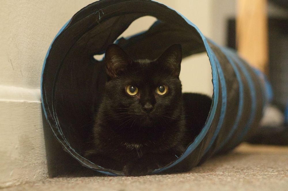 Black cat in a tube