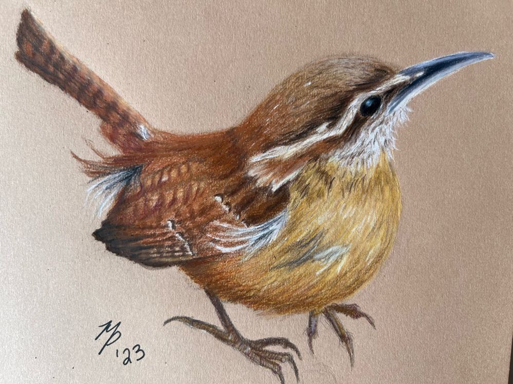 Carolina Wren in colored pencil on tan paper