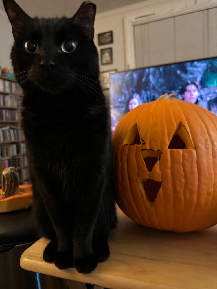A black cat named Linus sits tall next to a freshly carved jack o lantern 
