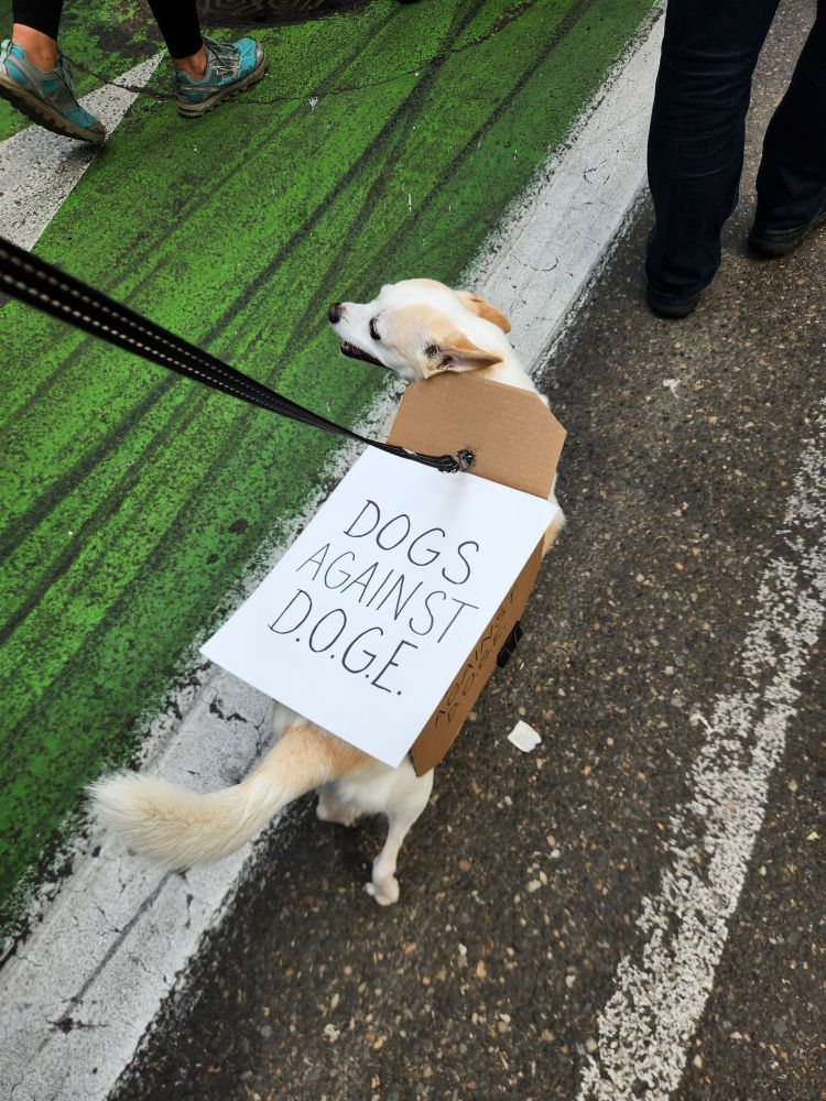 Cute dog with a big smile wearing a "DOGS AGAINST D.O.G.E." sign at a protest march.