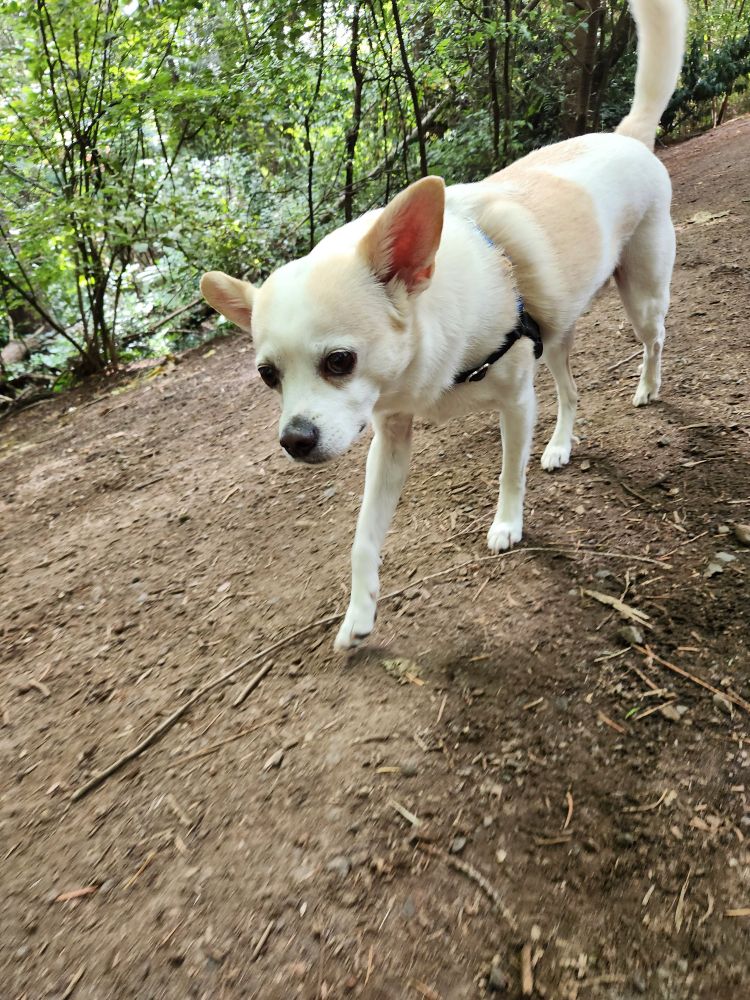 Cute dog hiking on a forest trail.