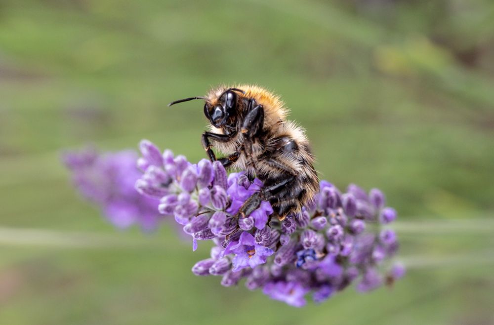 A close up of a bee on lavender. 