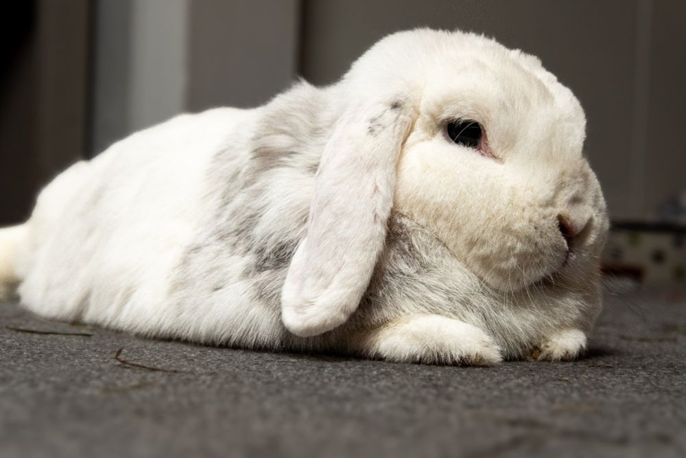 Very cute white rabbit. 