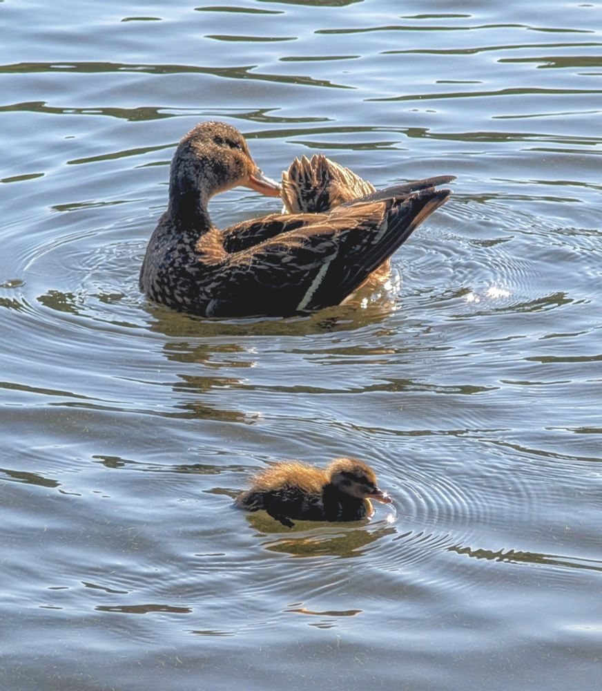 Adult duck and duckling on the water. 