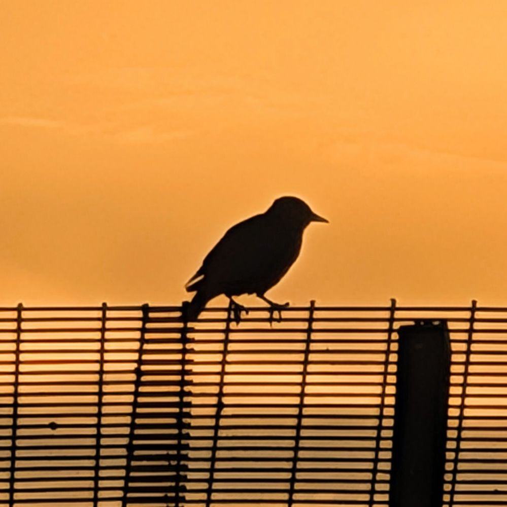 Silhouette of a bird on some metal railings at sunset. blackbird. 