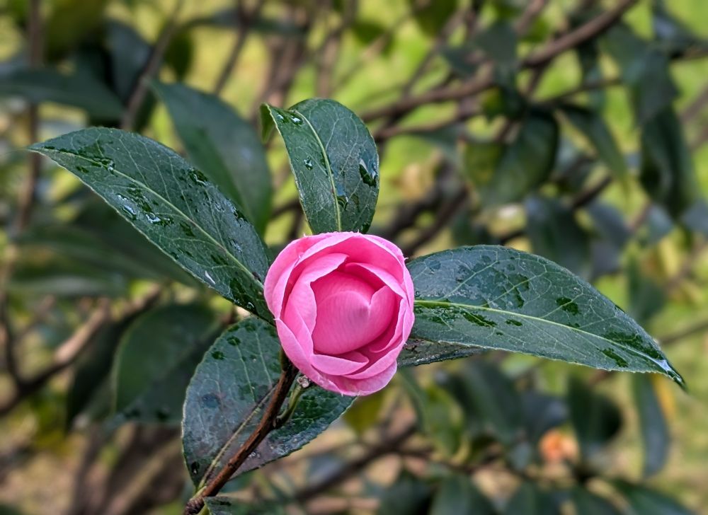 Pink Flower coming to life. Blooming. 