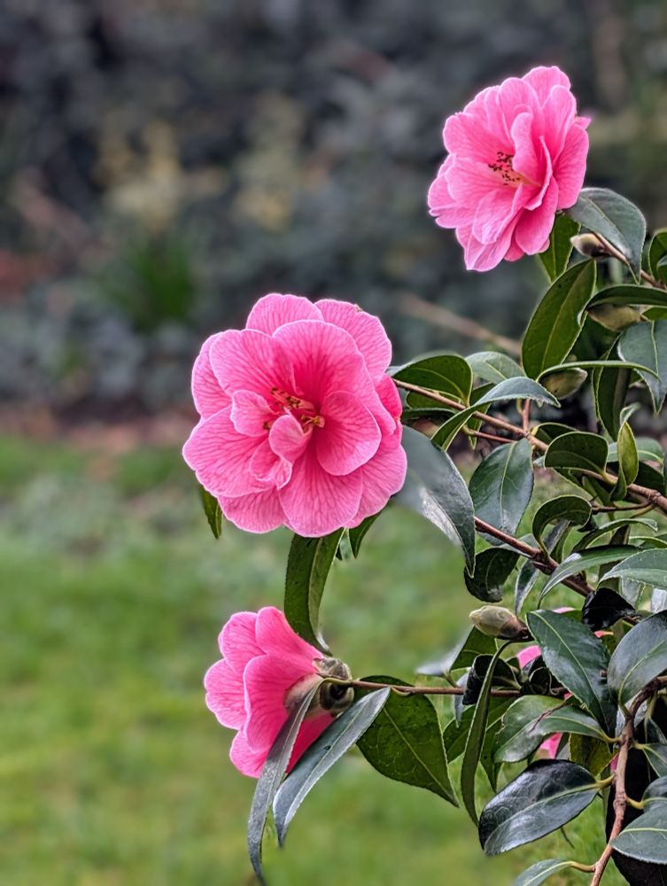 Three pink flowers. Blurred background. 