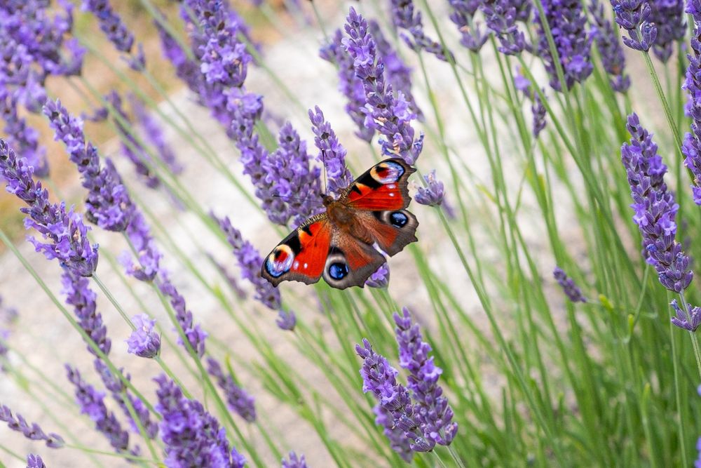 A red butterfly amongst lavender spreads it's wings