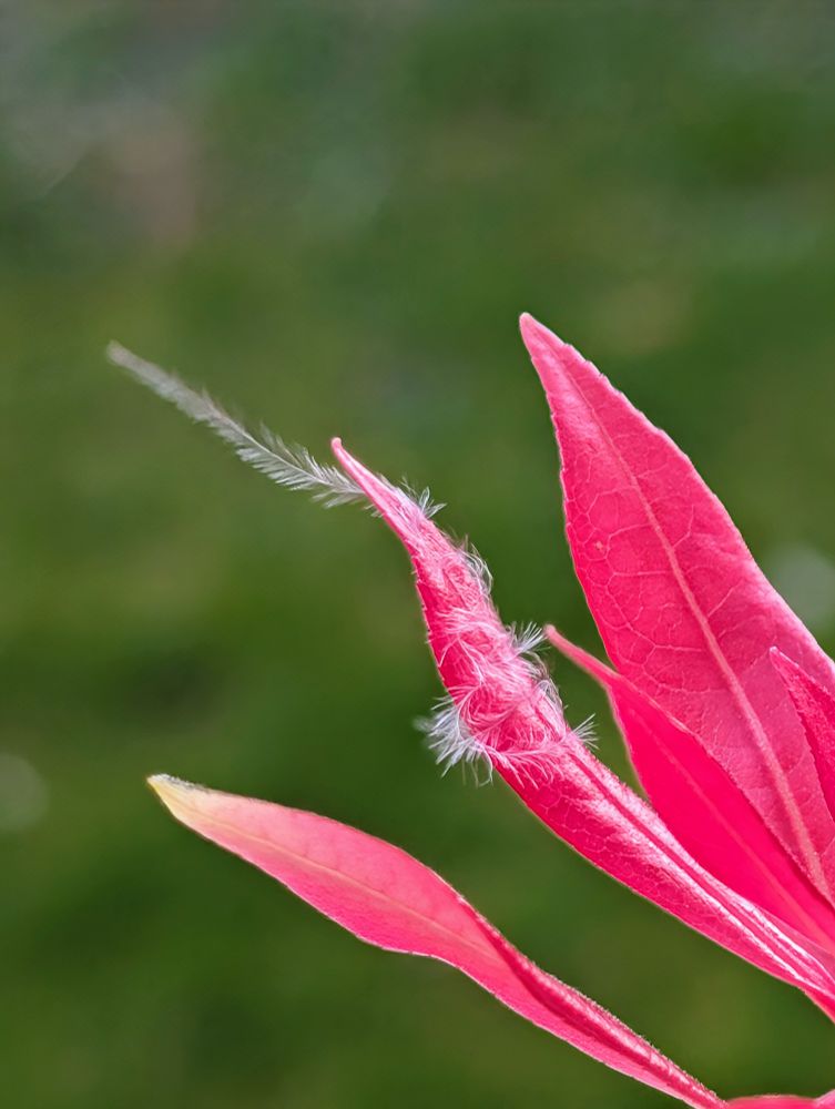 Close up flower petals with a feather blowing in the wind. 