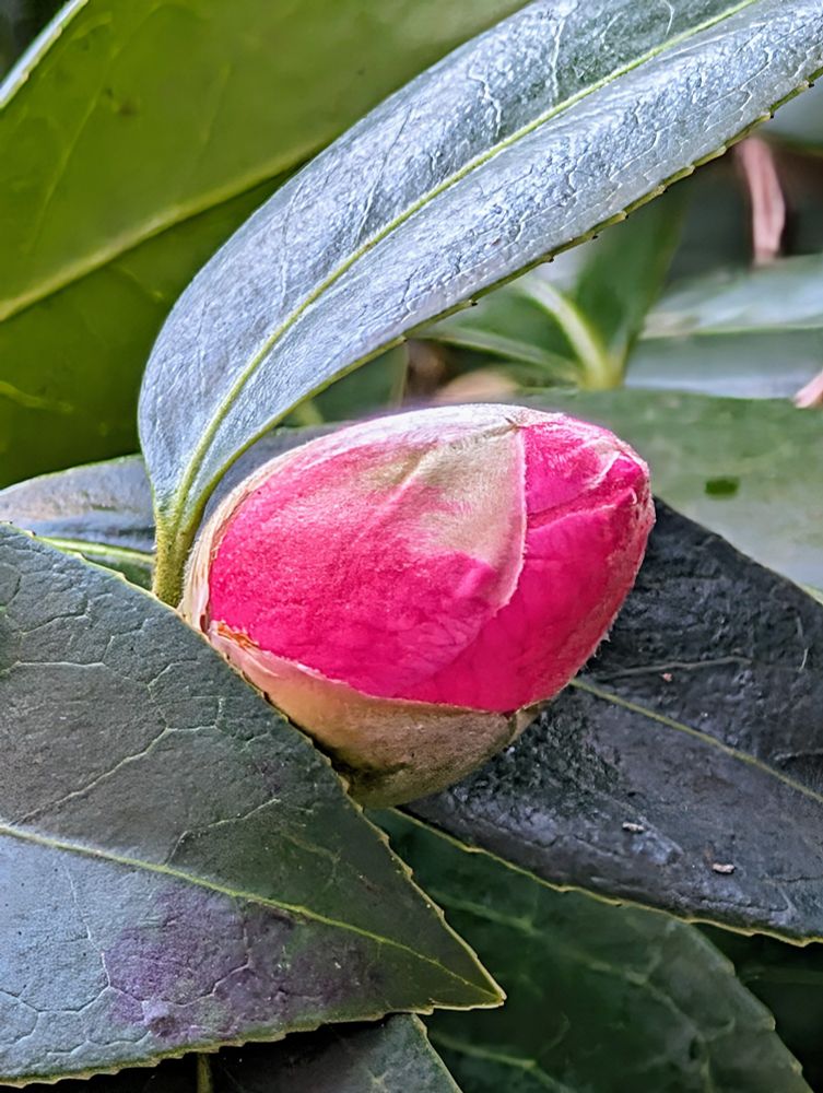 Pink Flower bud. New flower. Surrounded by Green leaves. 