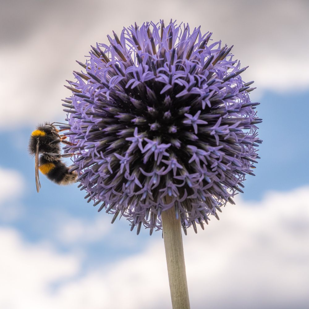 A bee clings to the side of a purple flower against the backdrop of a cloudy sky