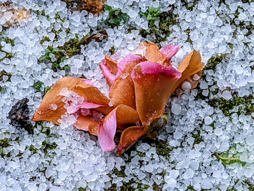 A fallen flower surrounded by hail stones after a storm. 