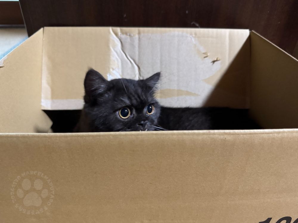 A big black kitten peeking out of a cardboard box to see what's happening outside.