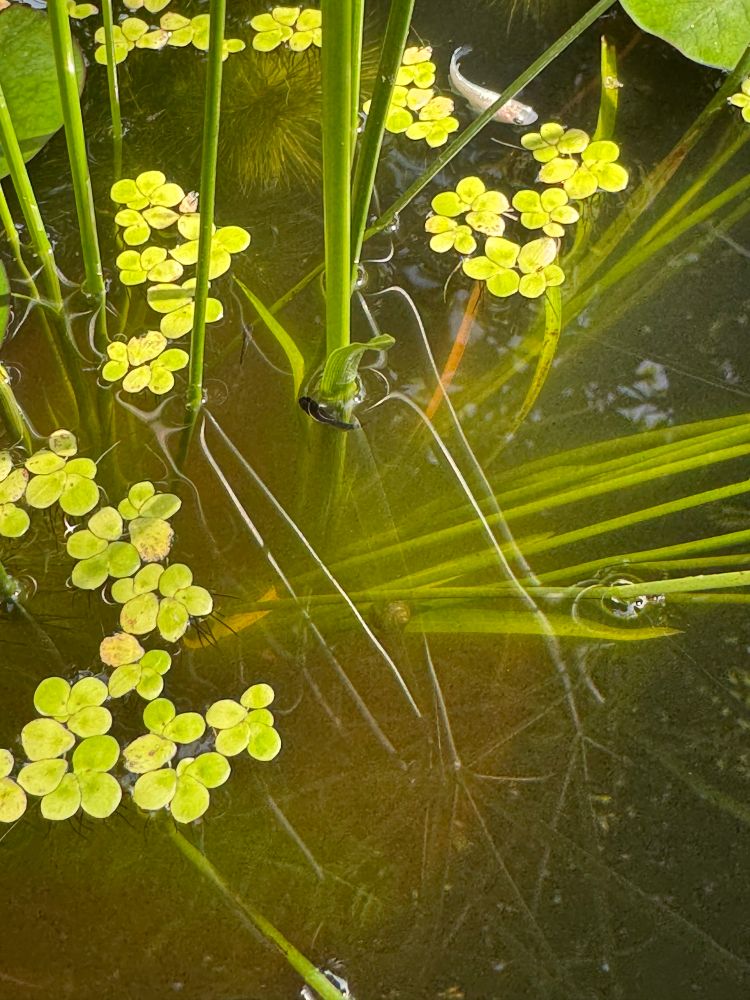 Tiny black baby medaka hiding among the grass stems and white medaka.