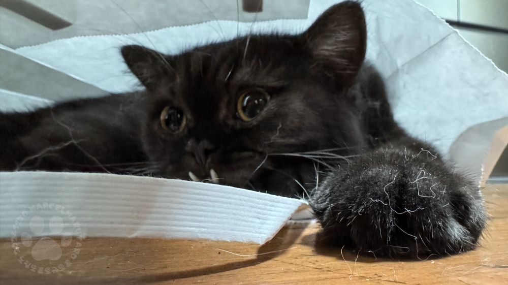 He's in a good mood inside the paper bag.