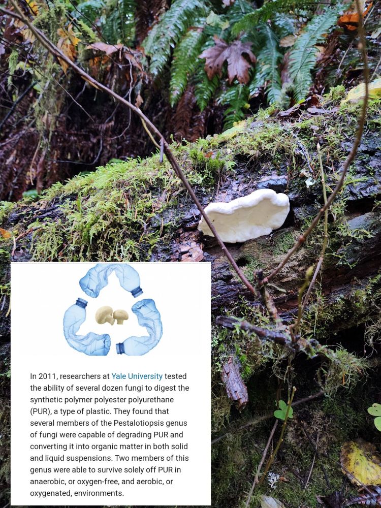 Picture of mushroom with text over, "in 2011, researches at Yale University tested the ability of several dozen fungi to digest the synthetic polymer polyester polyurethane (PUR), a type of plastic. They found that several members of the Pestalotiopsis genus of fungi were capable of degrading PUR and converting it into organic matter in both solid and liquid suspensions. Two members of this genus were able to survive solely off PUR in anaerobic, or oxygen-free, and aerobic, or oxygenated, environments.