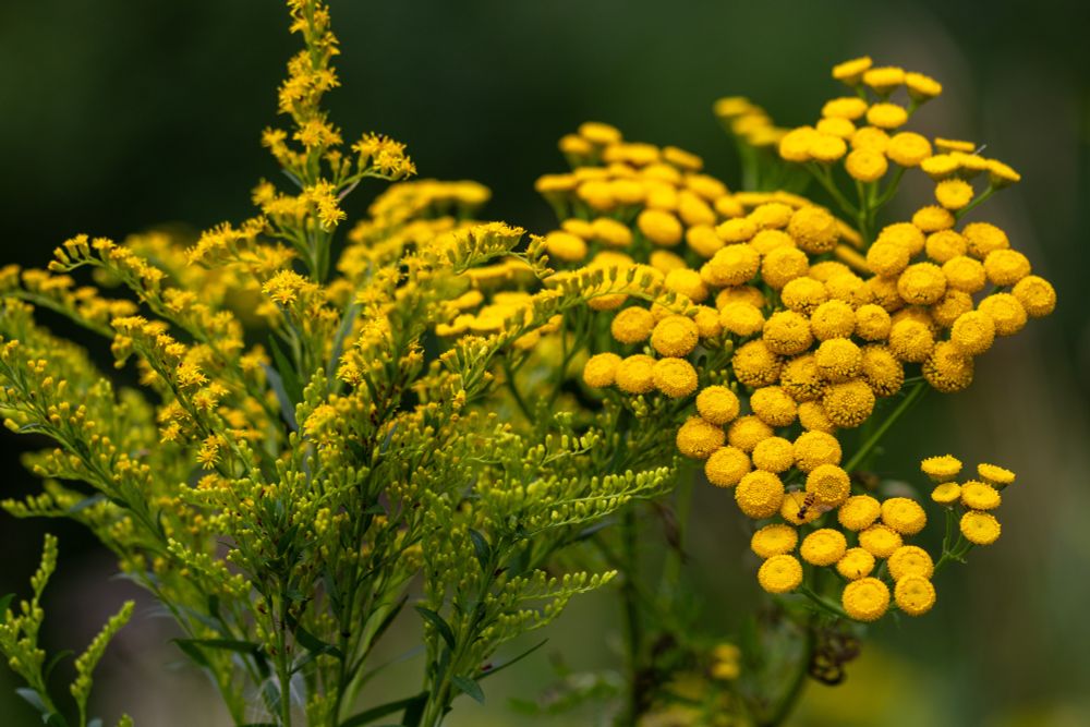 Yellow blooming ragweed and tansy buttons.