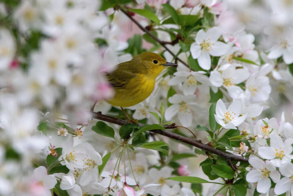 A small yellow warbler is seen in the midst of the blooming white flowers of a crab apple tree in NW Wisconsin. The warbler was searching for food, maybe insects. In the winter these birds migrate to Central and South America. +++