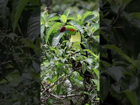 Keel-billed toucan in Arenal Costa Rica!