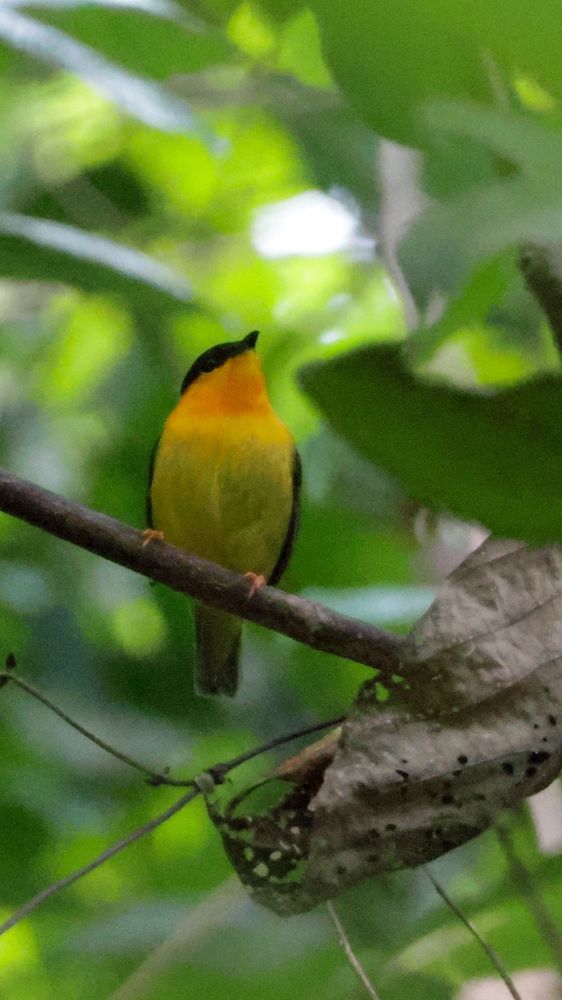 Male orange-collared manakin perching in his lek in Costa Rica. Photography by Nolan Walker, March 2024.