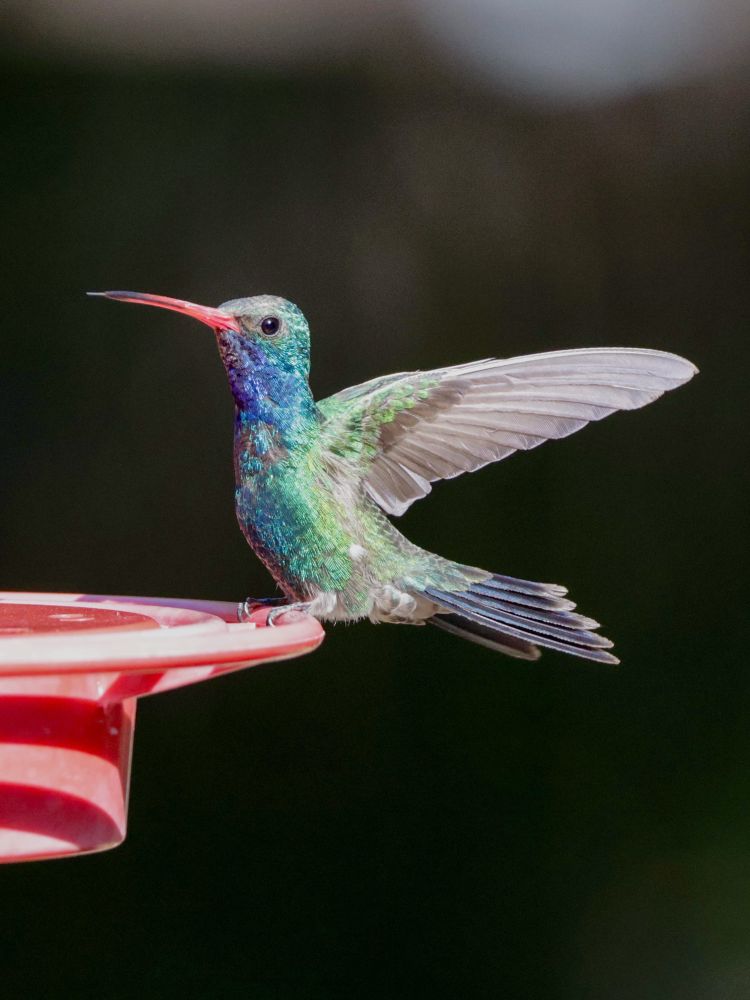 Broad-billed hummingbird in full sun perched on a feeder with its wings spread back in Madera Canyon AZ. Photography by Nolan Walker, July 2023.