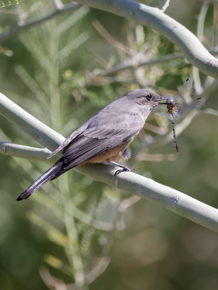 Say’s phoebe with common green darner dragonfly in its bill. Photography by Nolan Walker, October 2024.