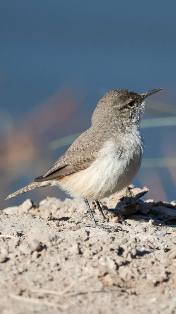 Rock wren in a cute pose looking upward. Photography by Nolan Walker, January 2025.