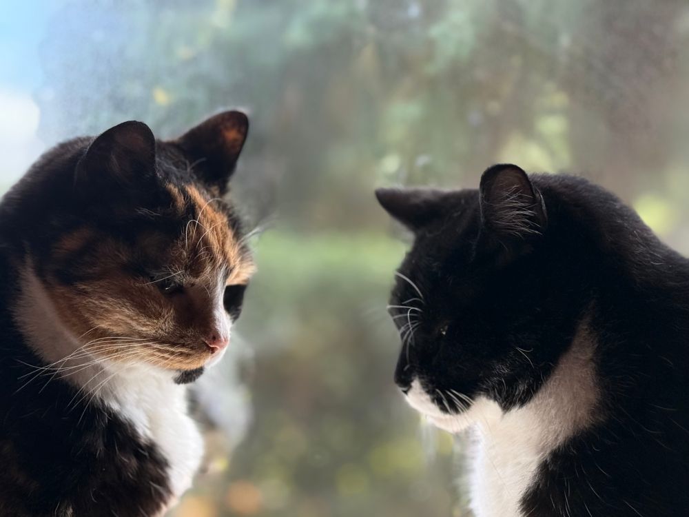 A close up photo of two cats in profile ; one is a tortishell and the other is a tuxedo. 