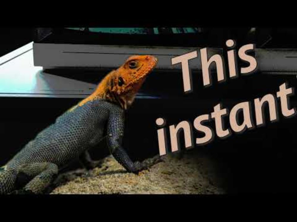 Reptile Brain