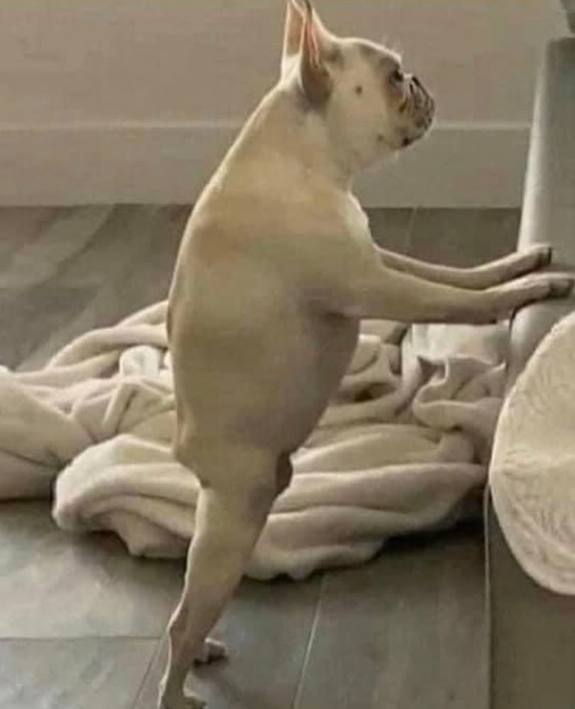 French Bulldog standing on hind legs.