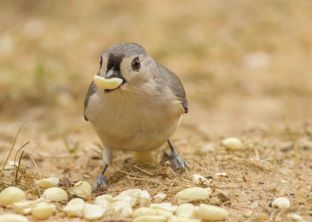 #Tuftpostbot Tuftie: True(0.9923). Photo by lablue100.