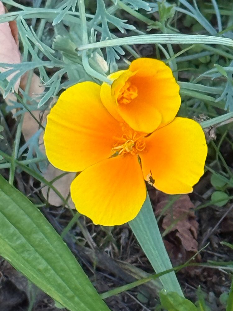 Two California poppies and grasses.