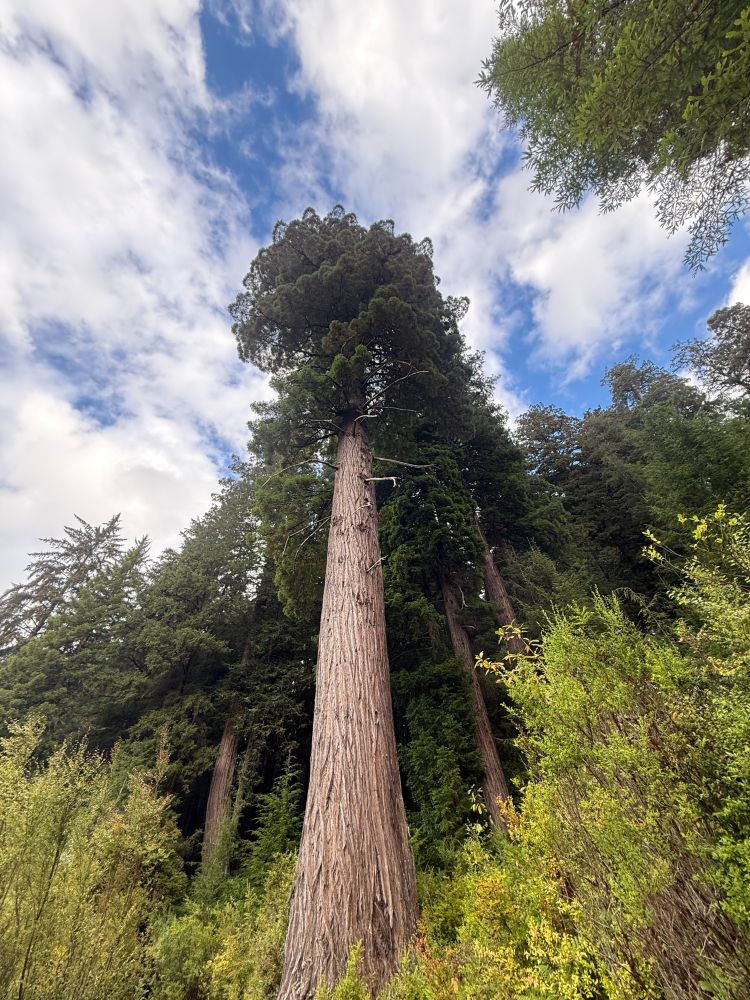 A view of a large redwood tree and blue and cloudy skies above.
