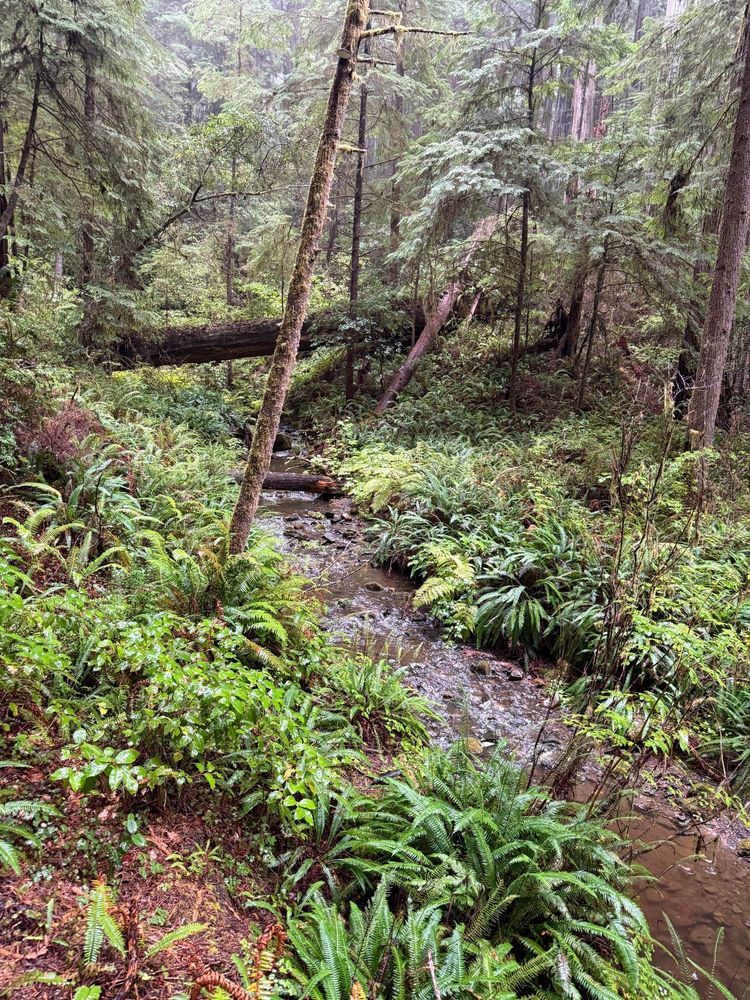 A photograph of a stream surrounded by ferns and trees.