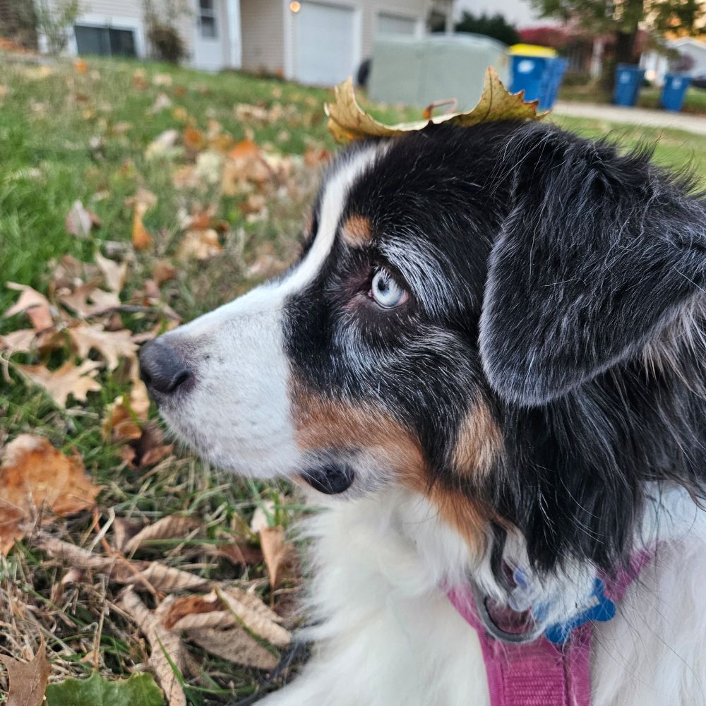 Malachi, a tricolor Australian Shepherd, does his best to look the dignified noble floof despite having a fallen autumn leaf resting upon his head. 
