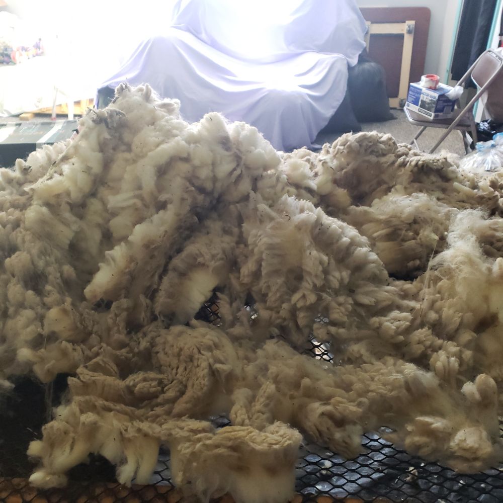 Foreground is a fleece on skirting table, background is bright sunlight on a pile covered with a purple sheet.