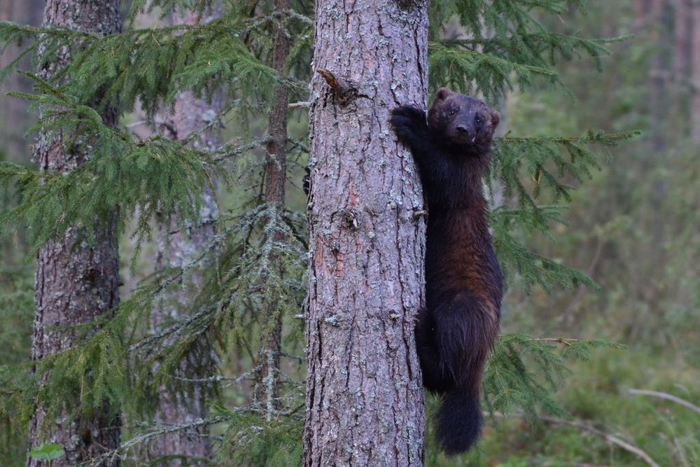 © Royle Safaris, CC-BY-NC 4.0, https://www.inaturalist.org/observations/178826156, https://creativecommons.org/licenses/by-nc/4.0/