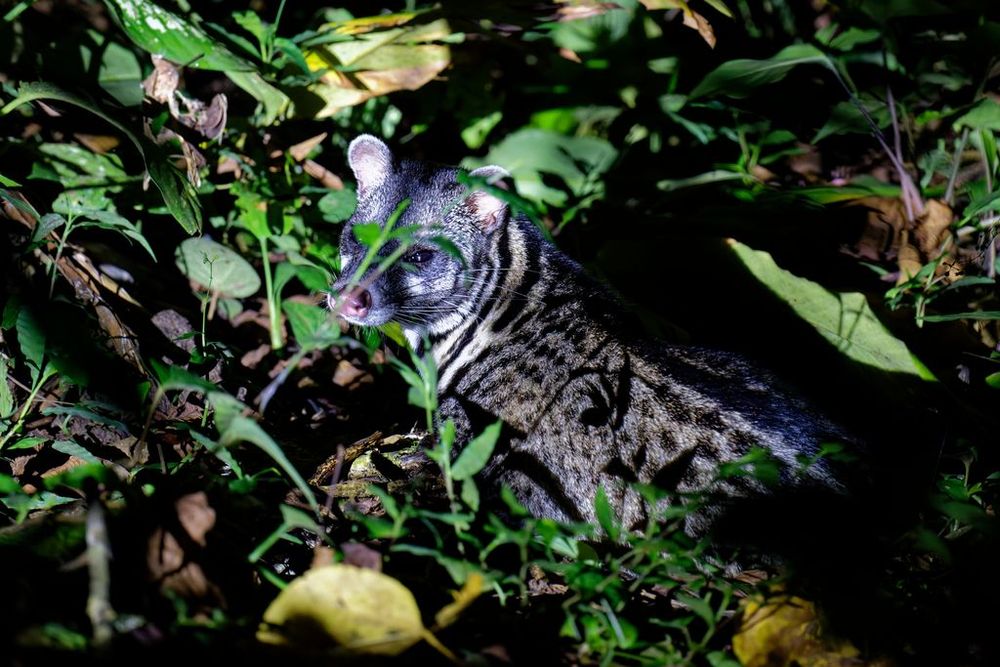 © Martin Walsh, CC-BY-ND 4.0, https://www.inaturalist.org/observations/139208853, https://creativecommons.org/licenses/by-nc-nd/4.0/