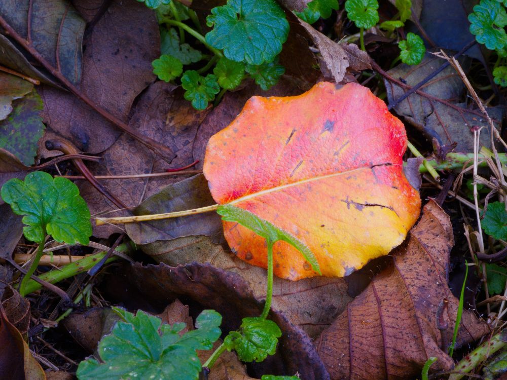A red and yellow leaf on the ground surrounded by greens. 