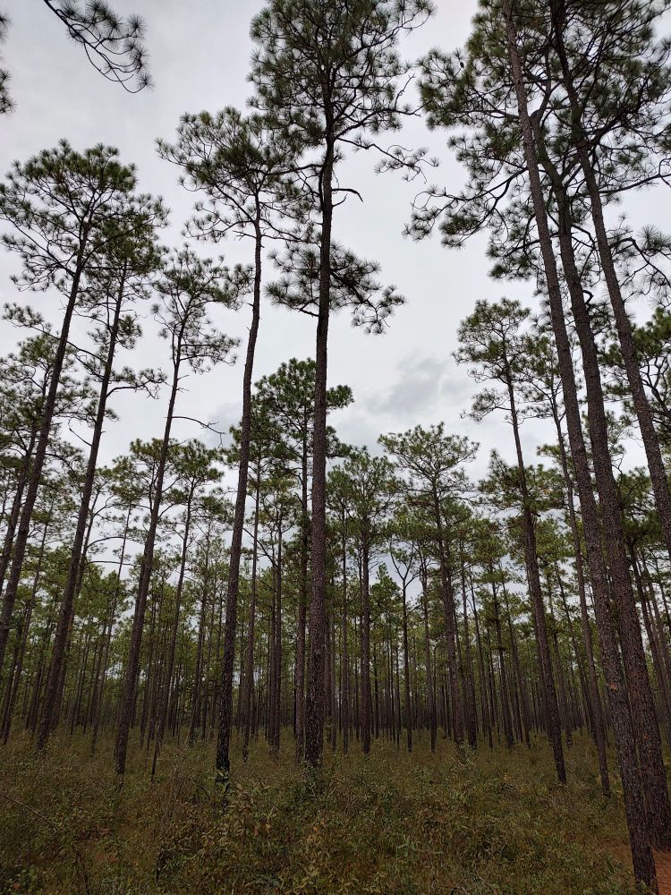 Longleaf pine trees in a well-managed sandhill forest.