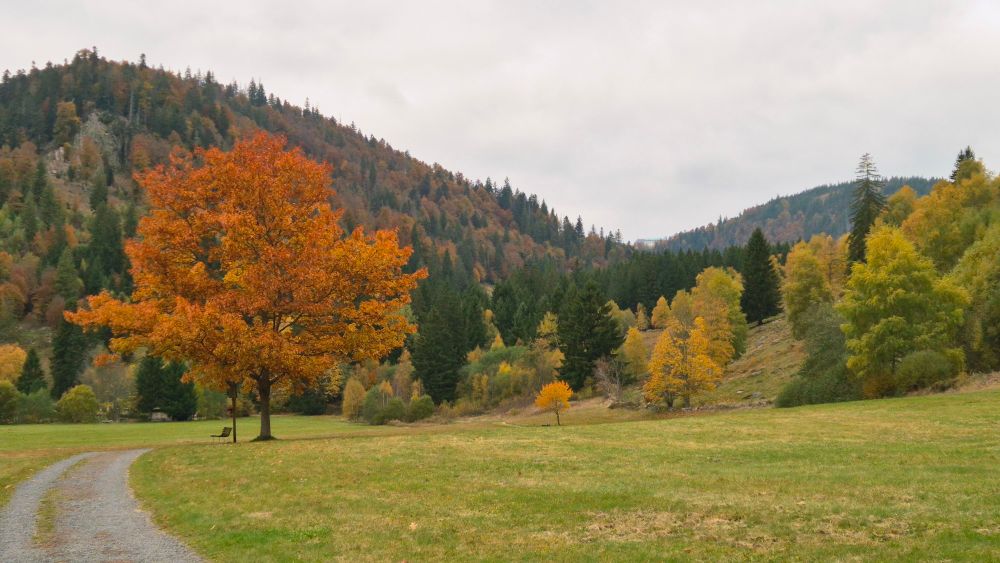 Der Rand eines flachen Tals in den Bergen im Herbst. Im Vordergrund Wiesen mit einem Weg, dahinter ein Anstieg bewaldeter Berghänge mit teilweise bunten Laubbäumen. Der Himmel ist komplett bedeckt, es gibt nur wenig Licht und alle Farben wirken gedämpft.