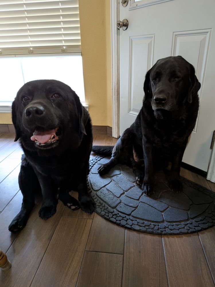 Two 9 year old black English Labrador brothers, sitting on the floor. One is on a rug in front of the door. The other is absolutely a woofer. Both have gray on their chins.