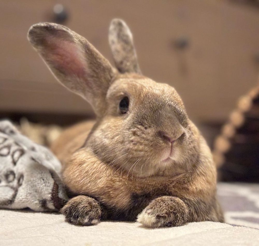 A sand/beige short haired rabbit lays stretched out on the floor facing the camera with one eye visible, both ears perked up, and his front two paws peeking out in front.